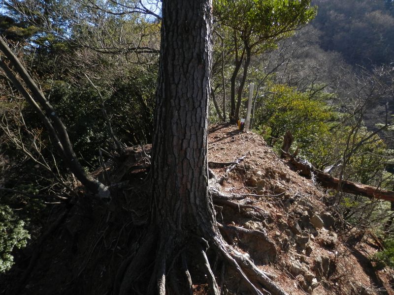 この松は抱っこしながら右側を回った