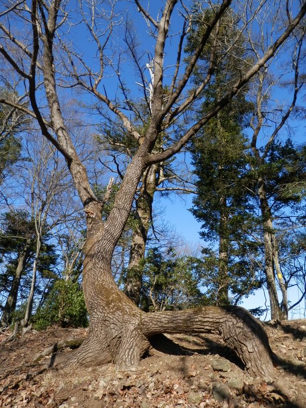 天然ベンチの木を見上げる