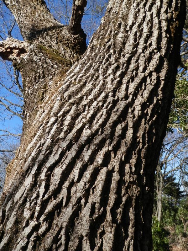 天然ベンチの木
