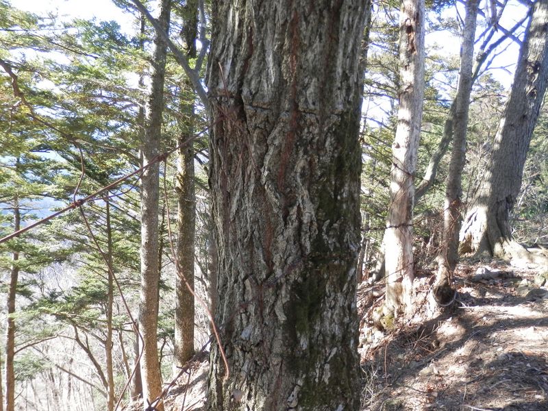 木に食い込んだ鹿柵のワイヤ