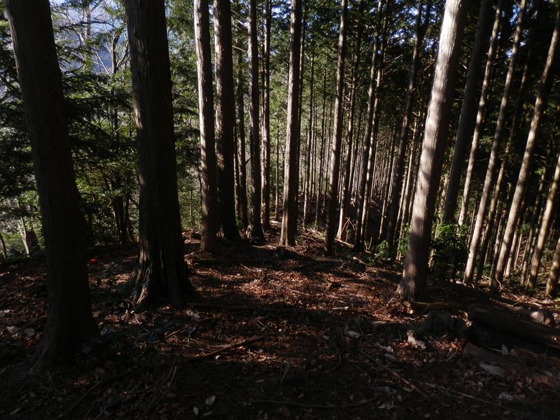 ハタチガ沢に下りる尾根