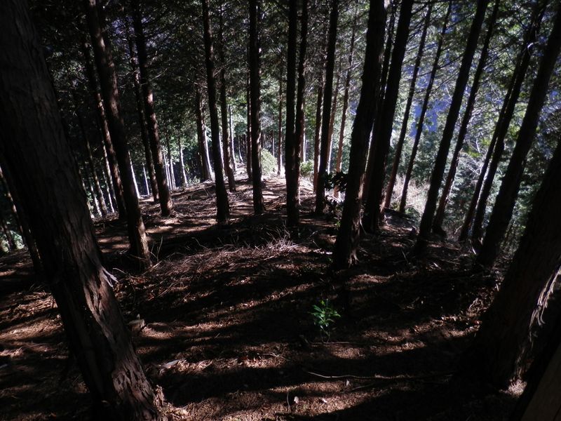 堤川に下りる尾根