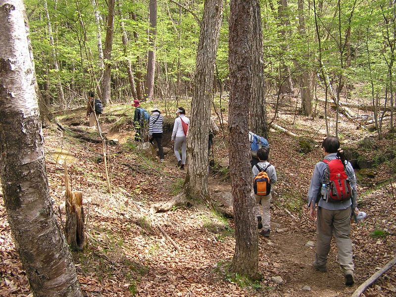セミの鳴き声がにぎやか、シラカバの倒木が多い