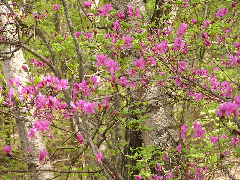 瑞牆山 -- まだ見ごろのトウゴクミツバツツジ