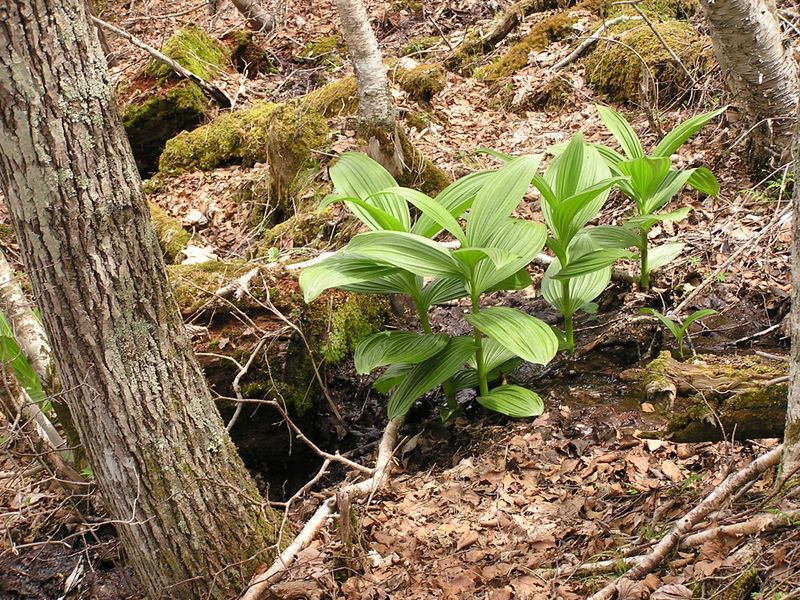富士見平小屋下の水場にコバイケイソウが