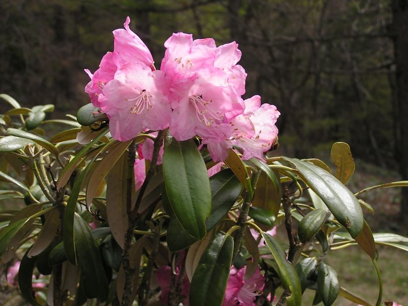 富士見平小屋の脇にあったシャクナゲ