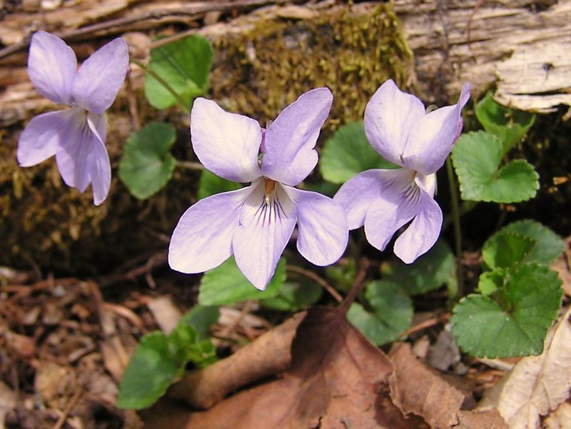 瑞牆山 -- タチツボスミレがすみれ色に写ってくれない