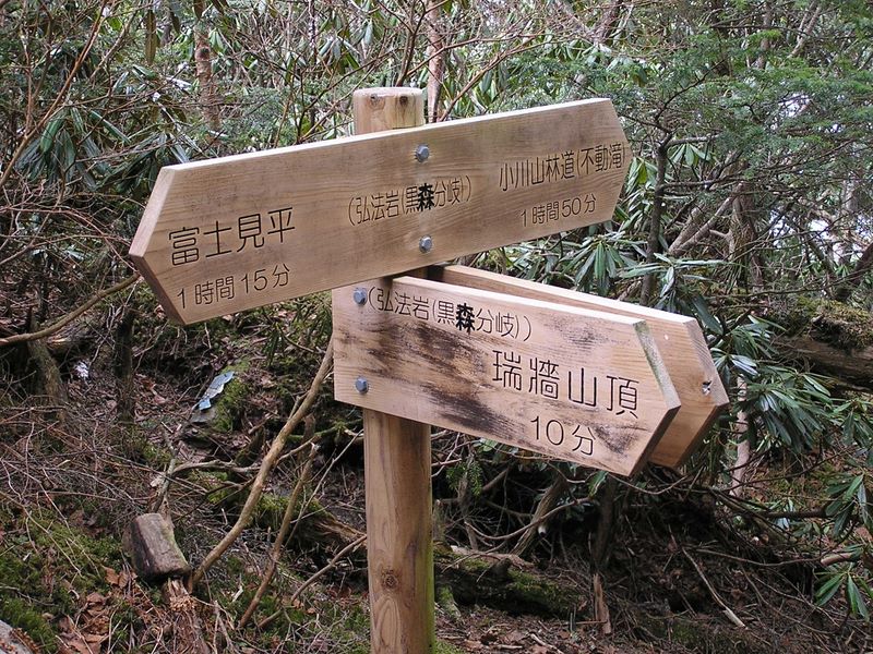 瑞牆山 -- シャクナゲの群落