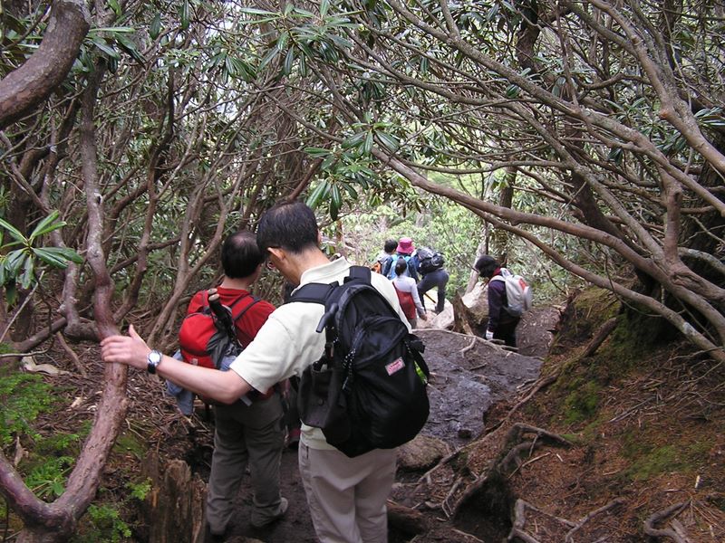 瑞牆山 -- まだつぼみが固いシャクナゲのトンネル