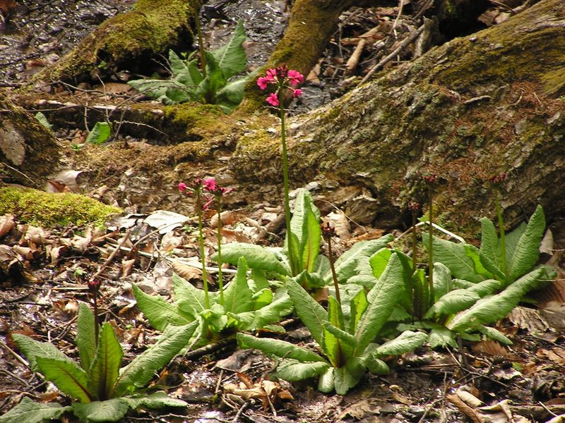 瑞牆山 -- 沢に咲くクリンソウ
