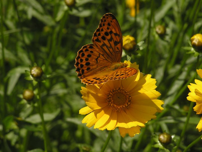 百蔵山・扇山 -- メスグロヒョウモン