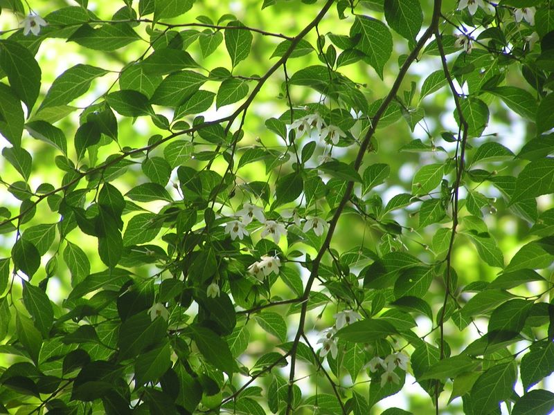 百蔵山・扇山 -- 登山道が白い花で敷き詰められていた