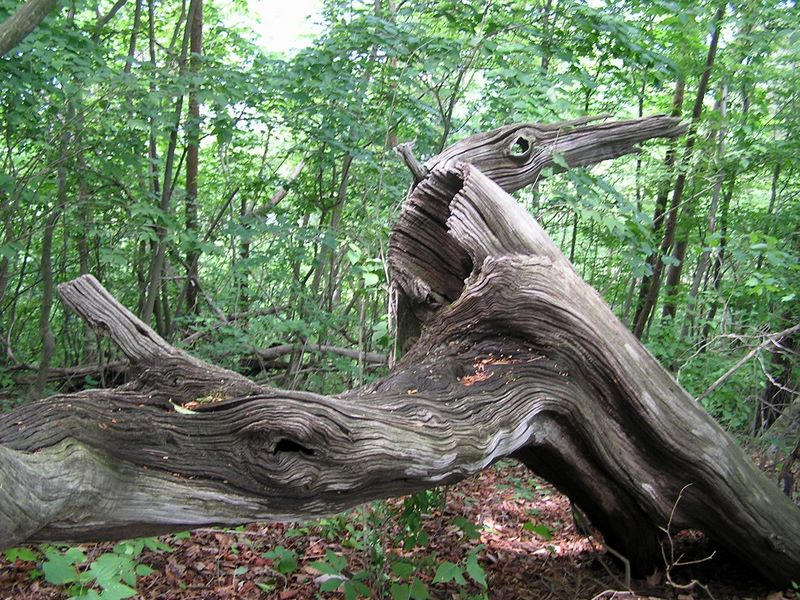百蔵山・扇山 -- 面白い形の倒木
