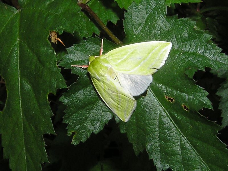 百蔵山・扇山 -- アオスジアオリンガ
