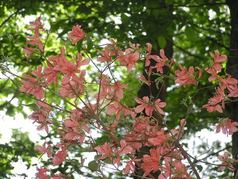 百蔵山・扇山 -- ヤマツツジの柔らかな色あい
