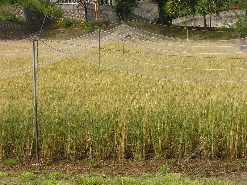 百蔵山・扇山 -- 麦畑