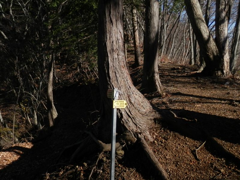 左の送電線巡視路で阿寺沢林道に降りられる