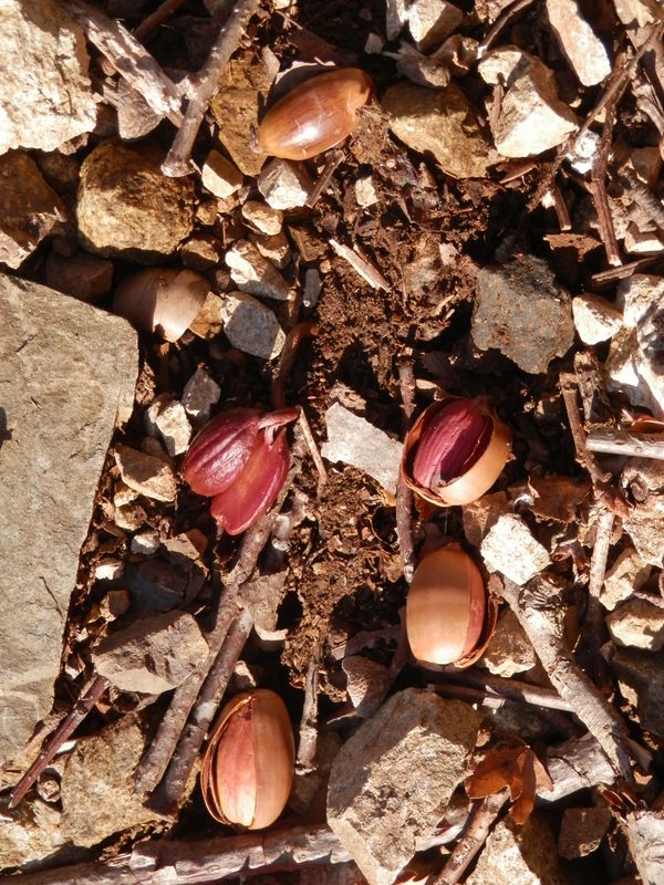 ドングリが割れて、根を下ろし始めていた