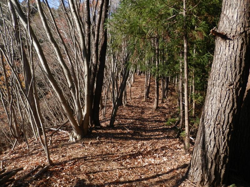綱子峠からの登り道はこんな雰囲気