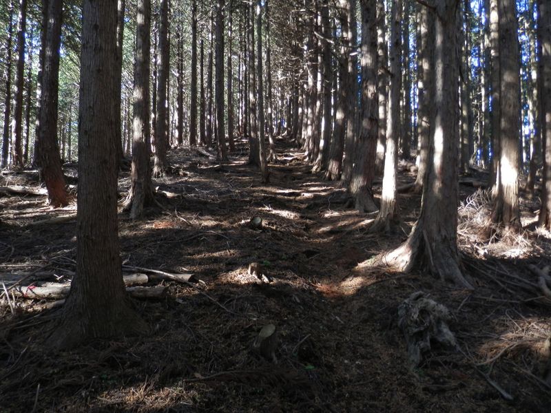 入道丸山頂がもうすぐ