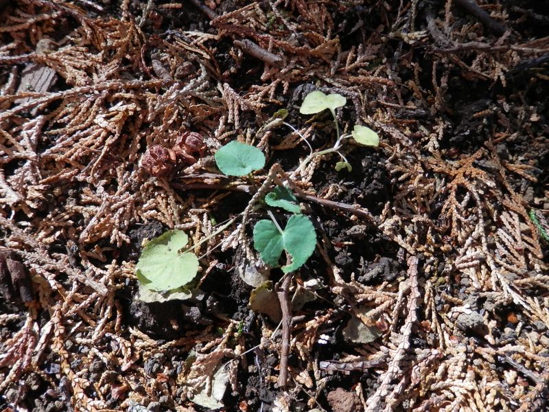 スミレかな。うまく育つのだろうか。