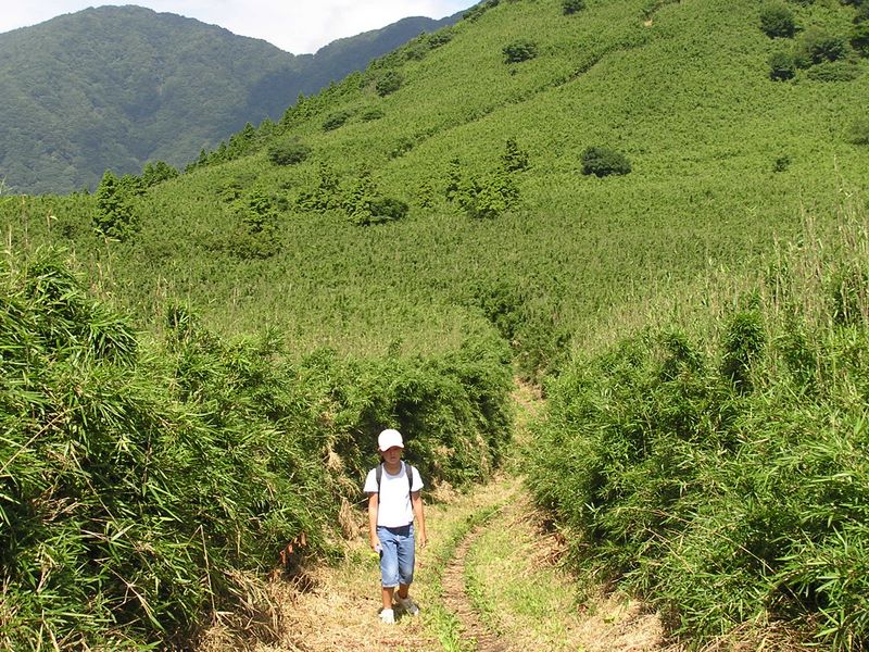 明神ヶ岳 -- こんな道は春か秋か冬がお奨め