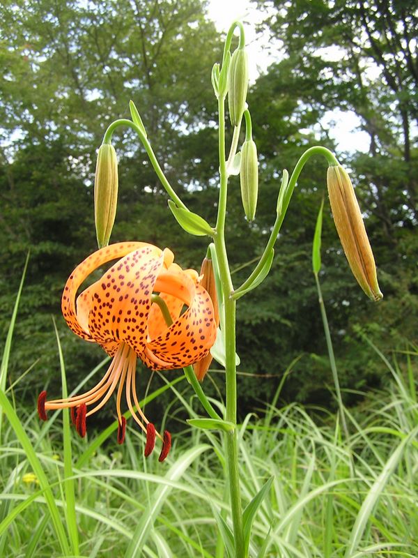 明神ヶ岳 -- つつましく下向きに咲いて