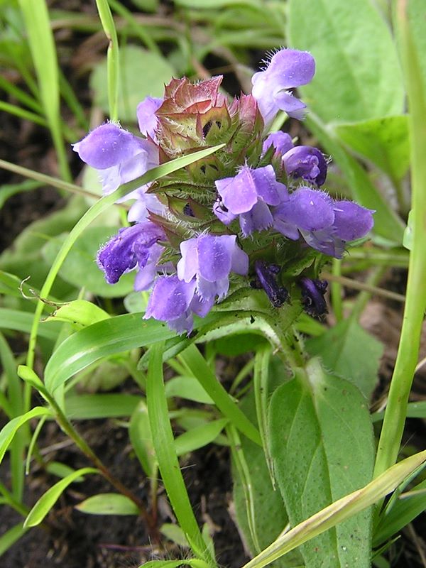 明神ヶ岳 -- ウツボグサ