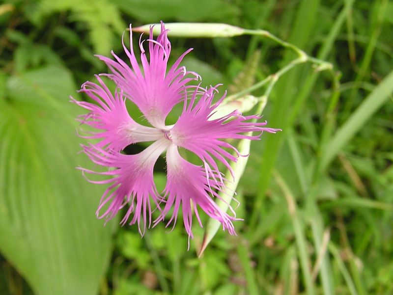 明神ヶ岳 -- なでしこって、本当に繊細