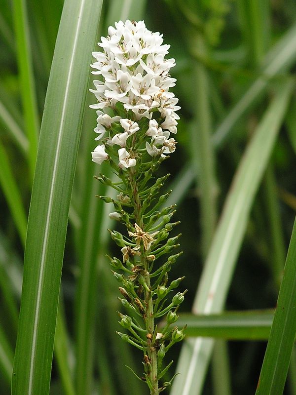 明神ヶ岳 -- 下から咲き上がって行った