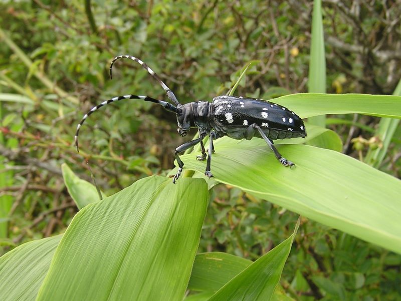 明神ヶ岳 -- ゴマダラカミキリ