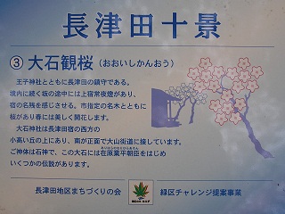 長津田十景:大石観桜