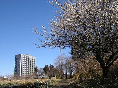 長津田十景:高尾山