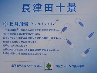 長津田十景:長月飛蛍