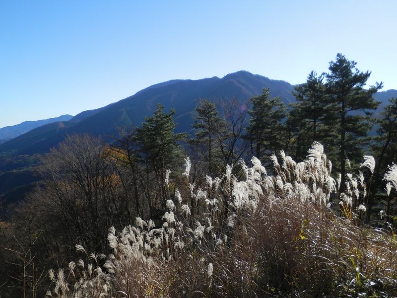 加入道山越しに大室山の頭が見えてきた