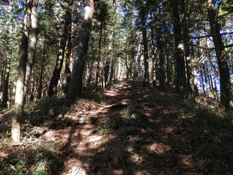 檜と松の林を抜けて