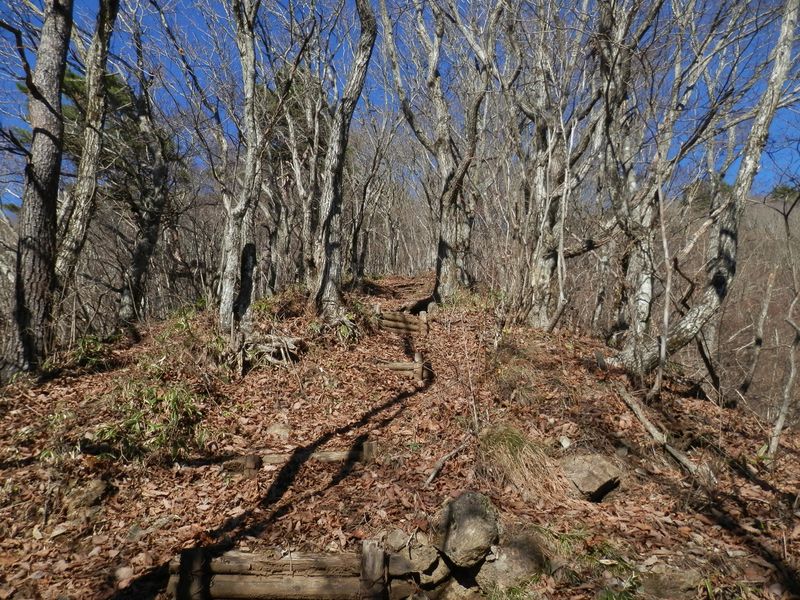 これより、ミズナラなどの落葉樹林帯