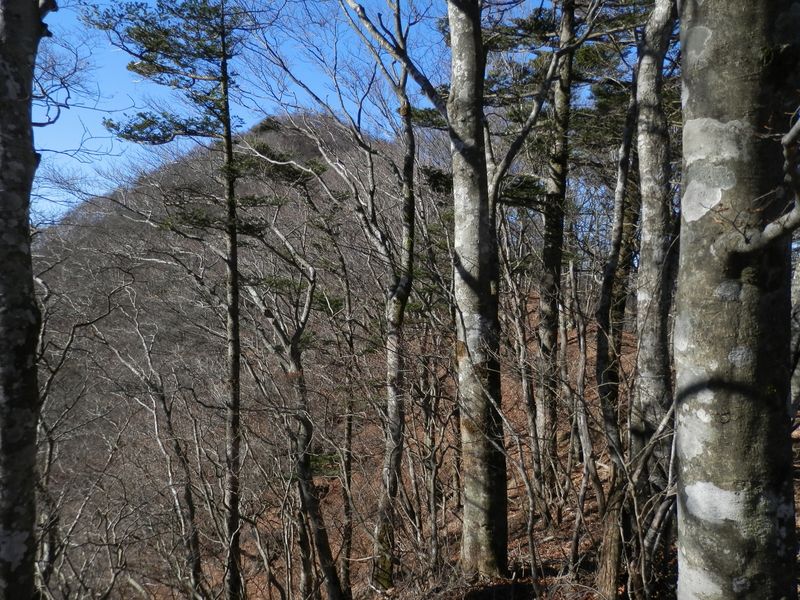 菜畑山から西へ -- あの峰こそ今倉山にちがいない