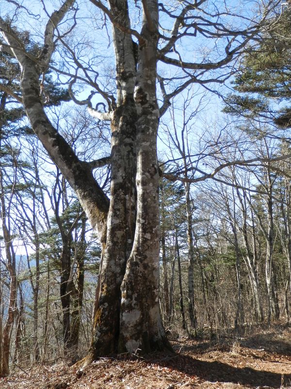 今倉山頂のブナの下で昼食