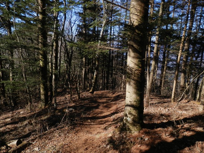 今倉山から西へ、モミやカラマツの林を下る