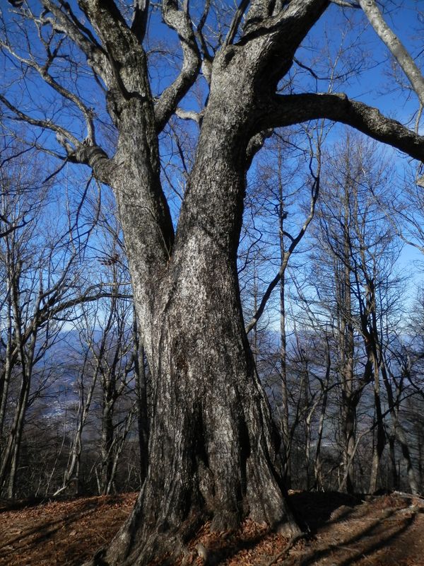今倉山から西へ -- 大きなミズナラの小ピーク