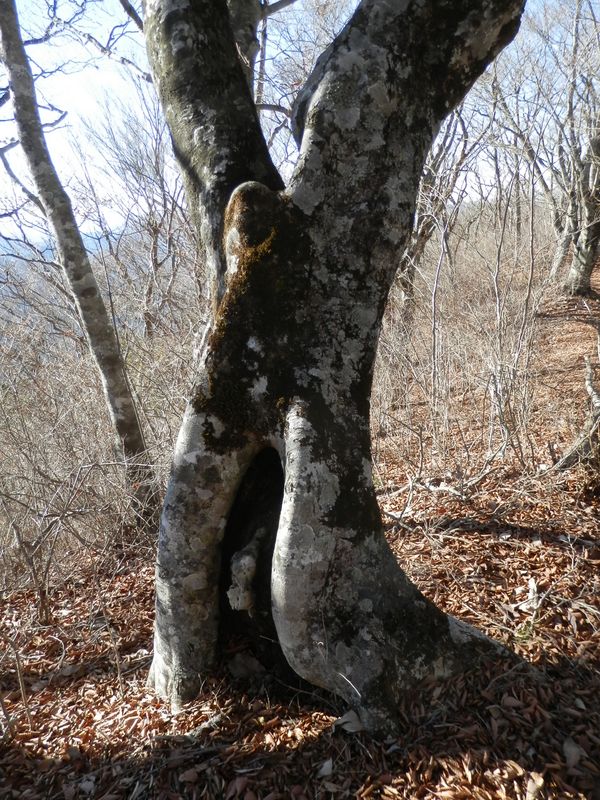 ブナの樹形はなぜこんなに変化に富むのだろう