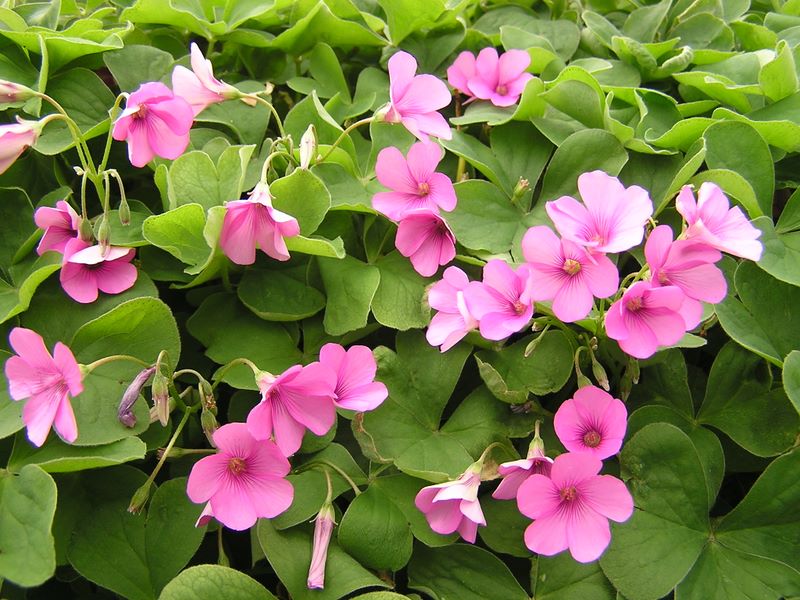 鍋割山 -- 花の大きなカタバミが道端に