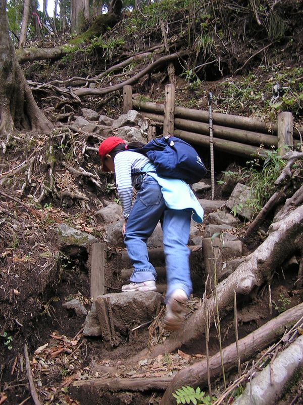 鍋割山 -- 道はまずまず整備されていましたが倒木も