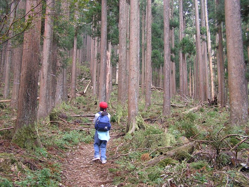 鍋割山 -- 杉の香りがいっぱい