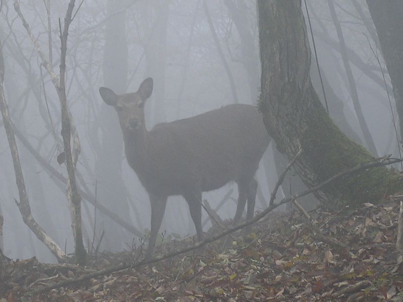 鍋割山 -- 鹿は珍しくありませんが