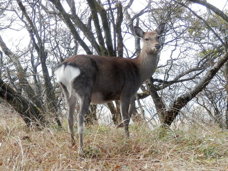 鍋割山稜 -- 花が乏しかったので鹿を撮った