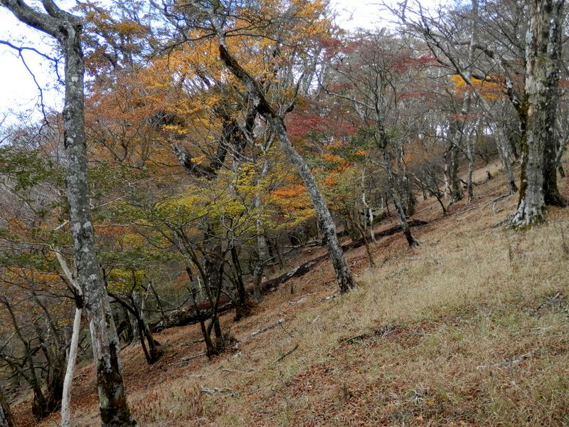 鍋割山稜の紅葉（大丸付近）