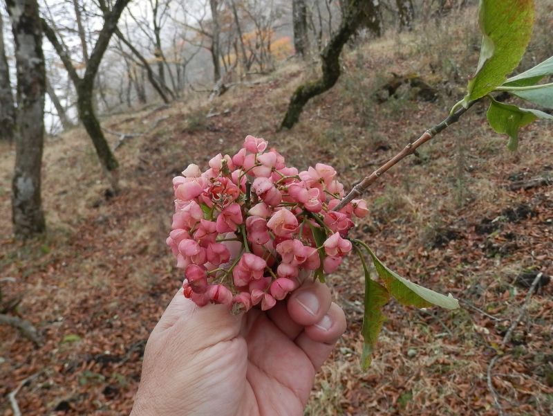 鍋割山 -- マユミの実
