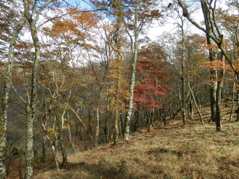 鍋割山稜の紅葉（小丸尾根付近）